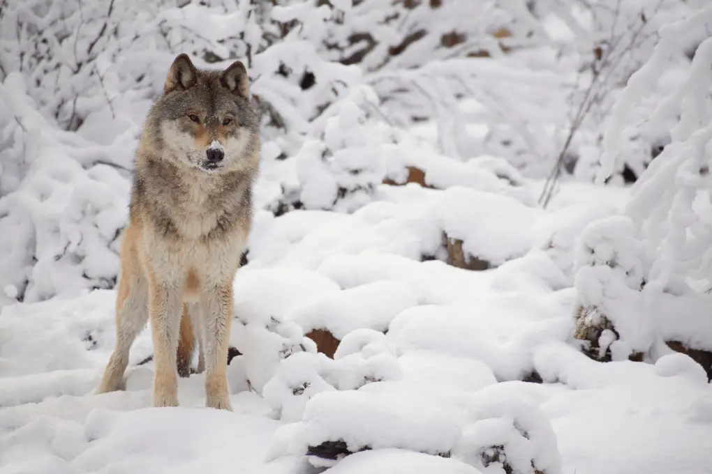 Understanding the Lone Wolf Personality: What It Means, How to Identify It, and More